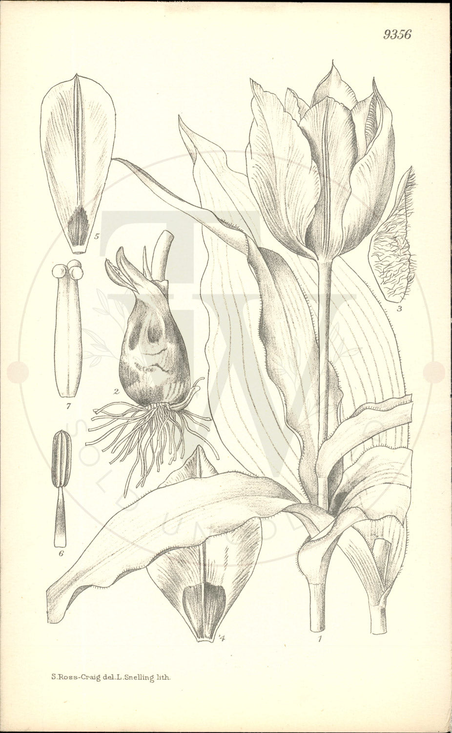 Plate 9356 - Tulipa stapfii