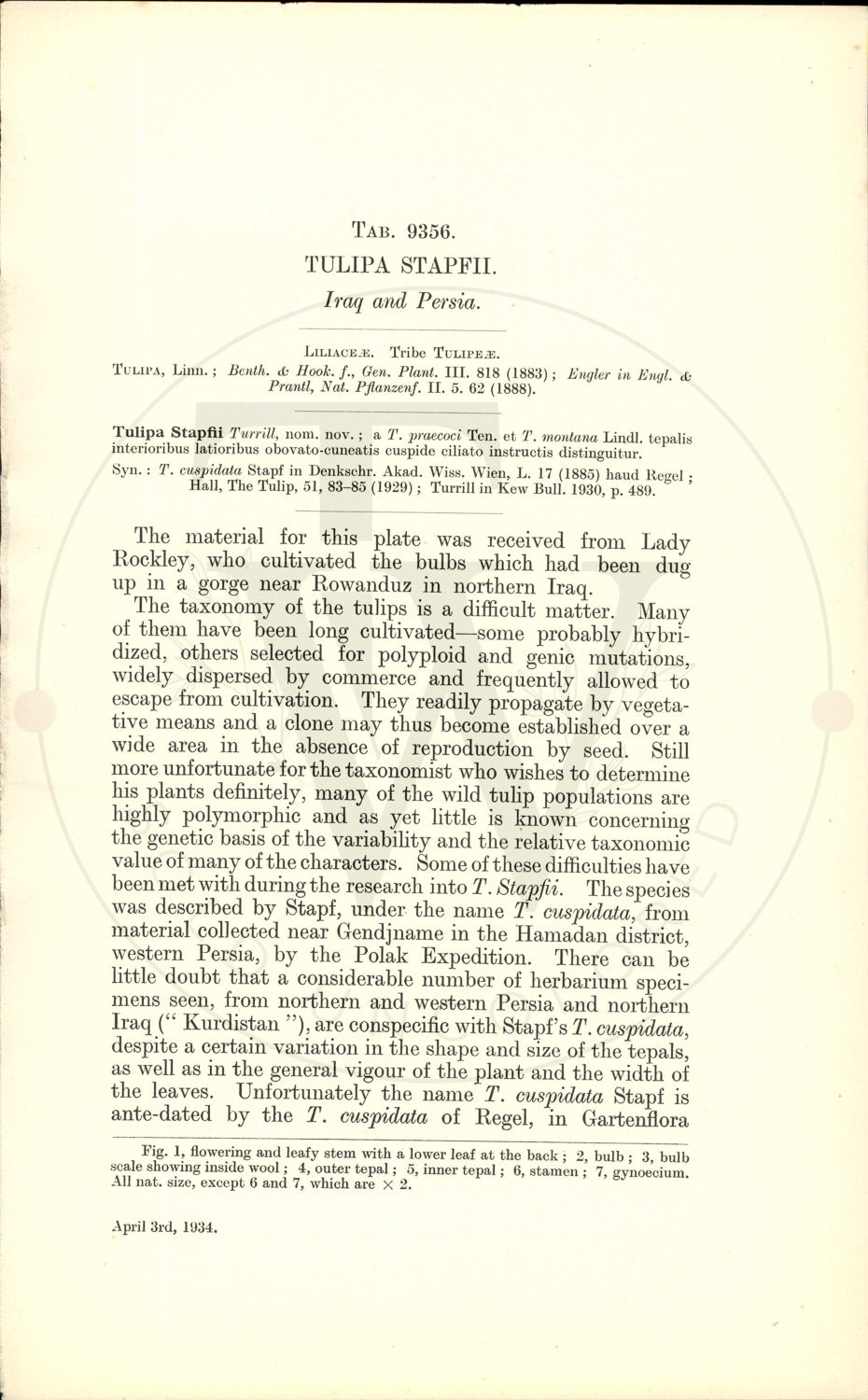 Plate 9356 - Tulipa stapfii