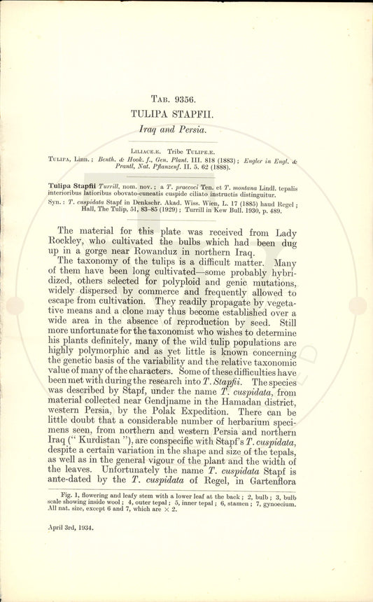 Plate 9356 - Tulipa stapfii