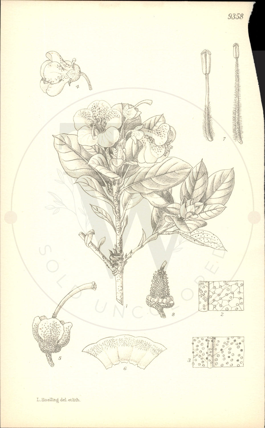 Plate 9358 - Rhododendron charitopes