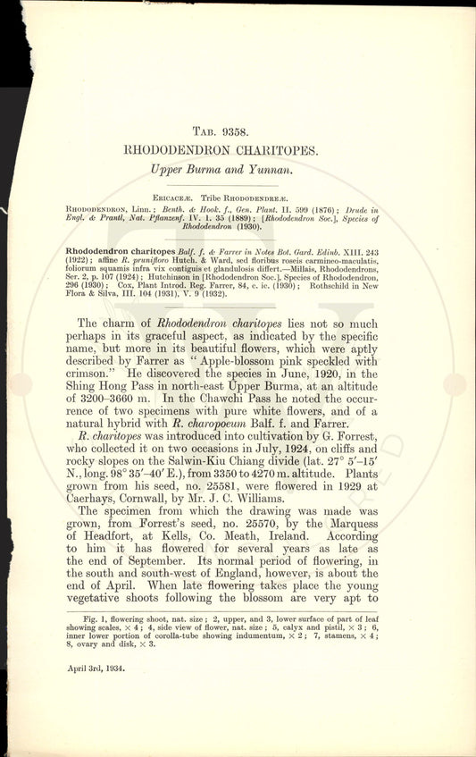 Plate 9358 - Rhododendron charitopes