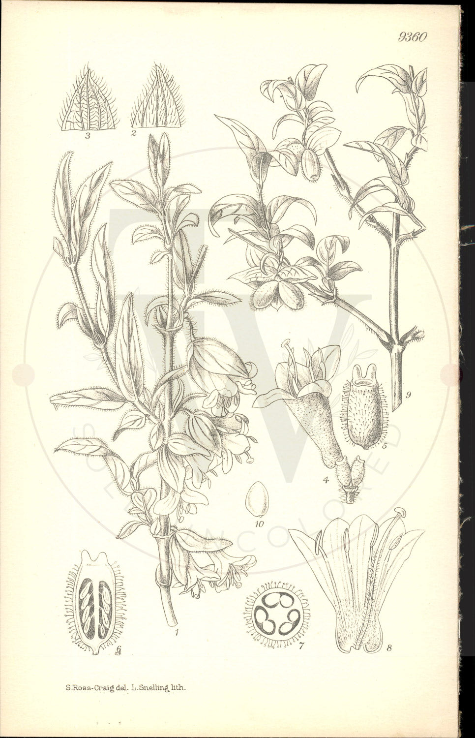 Plate 9360 - Lonicera hispida
