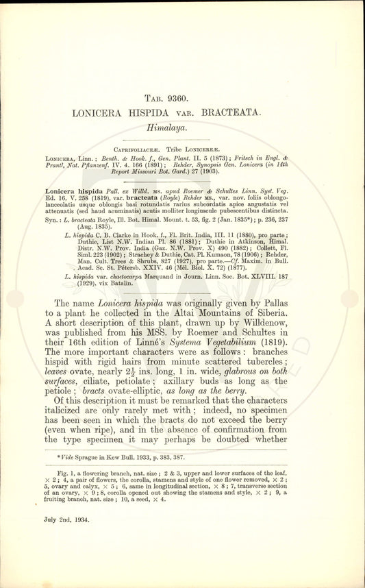 Plate 9360 - Lonicera hispida