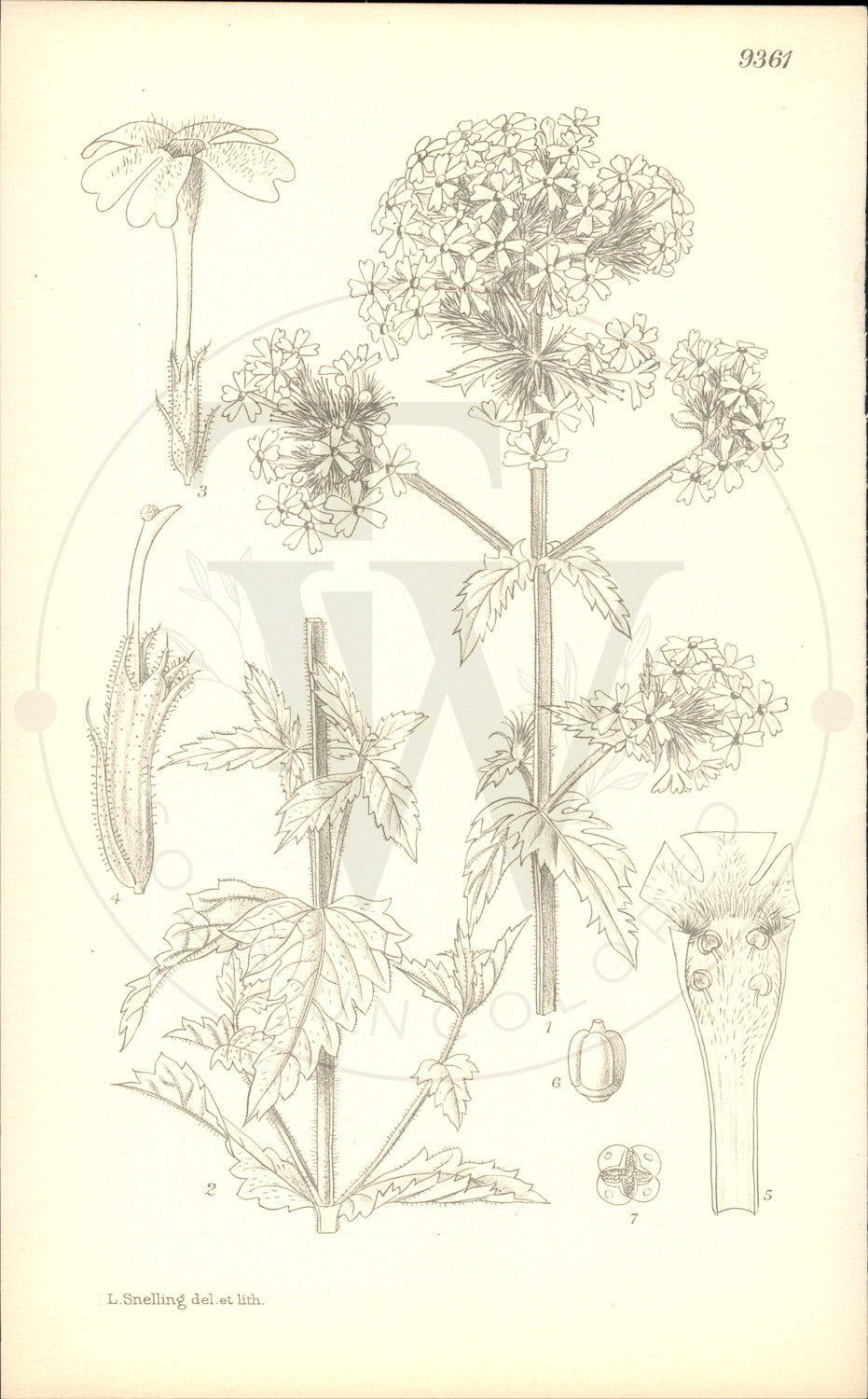 Plate 9361 - Verbena corymbosa