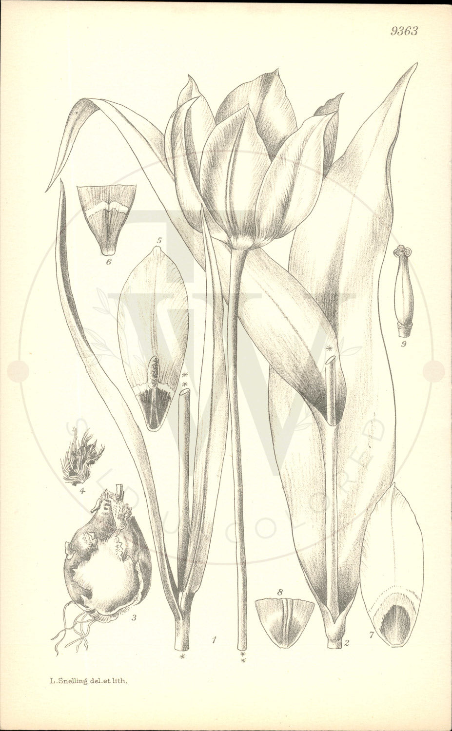 Plate 9363 - Tulipa cypria