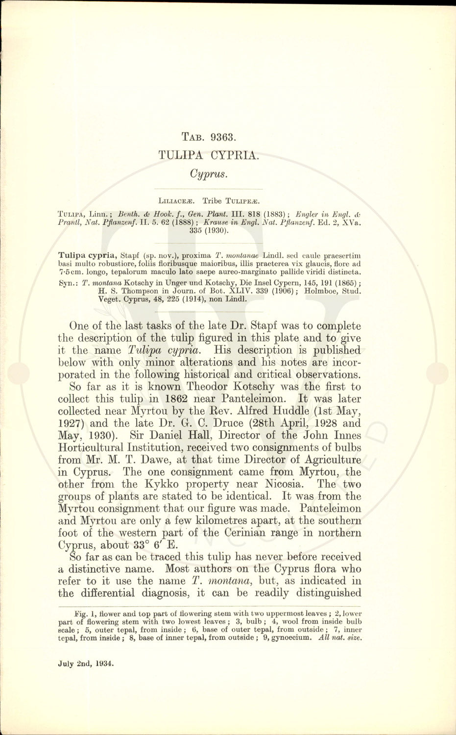 Plate 9363 - Tulipa cypria