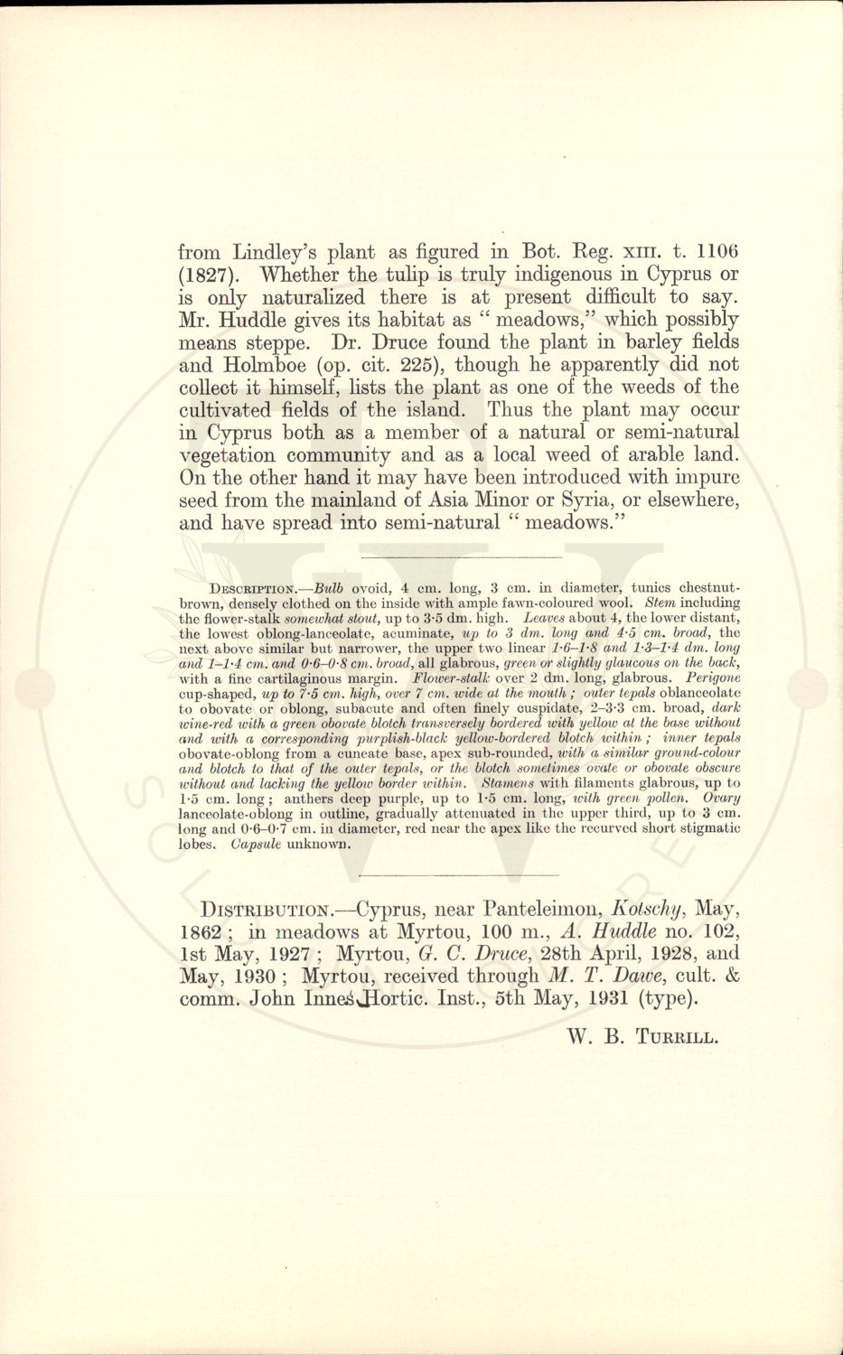 Plate 9363 - Tulipa cypria