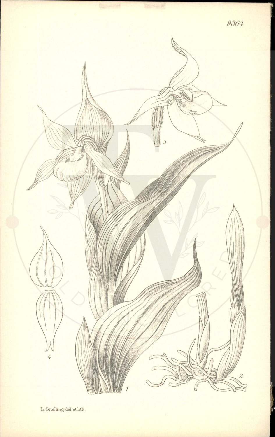 Plate 9364 - Cypripedium cordigerum
