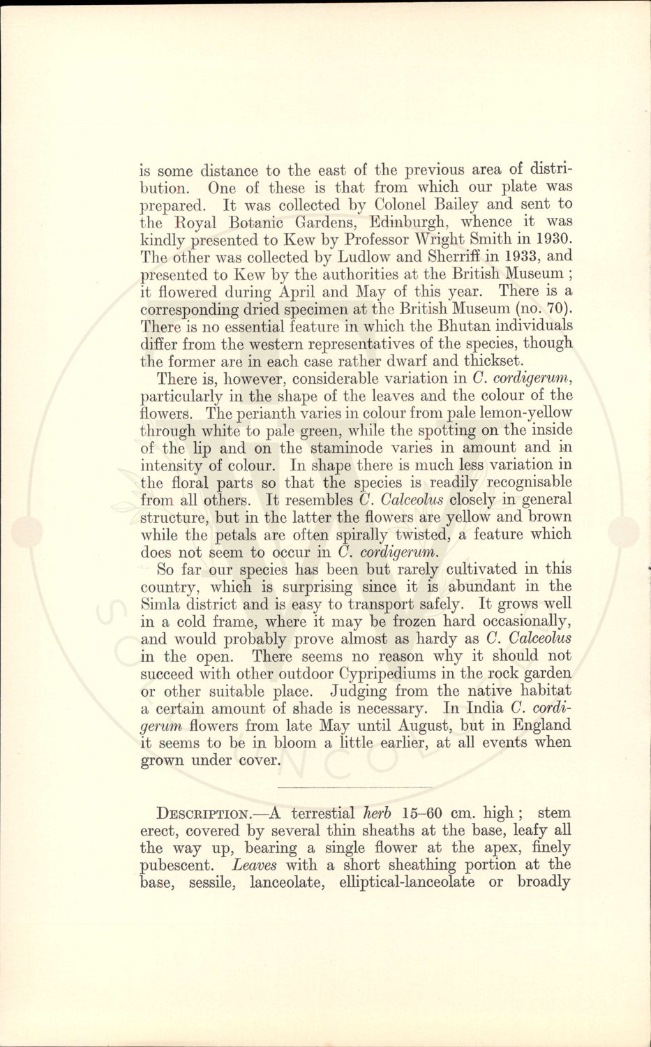 Plate 9364 - Cypripedium cordigerum