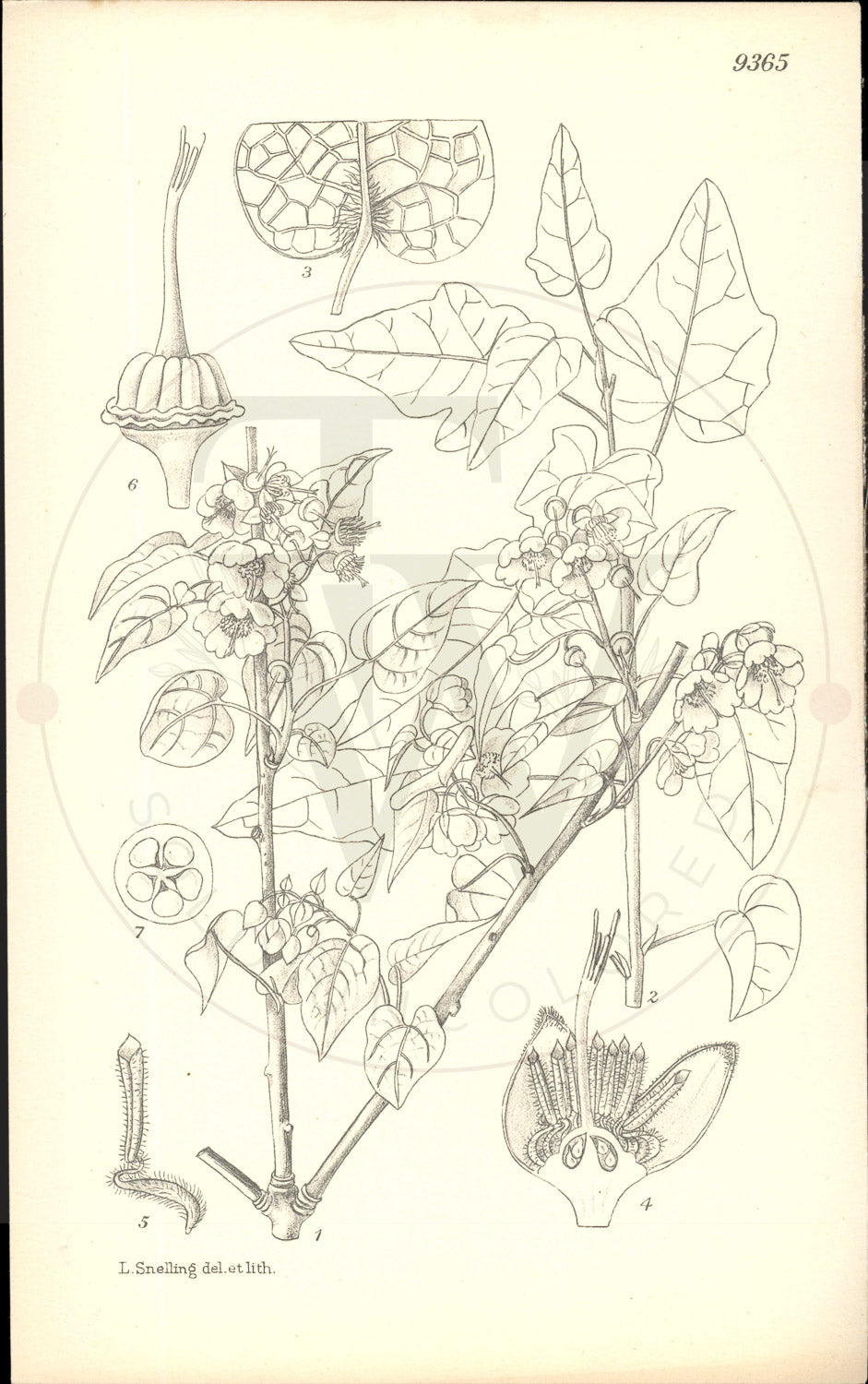 Plate 9365 - Vallea stipularis