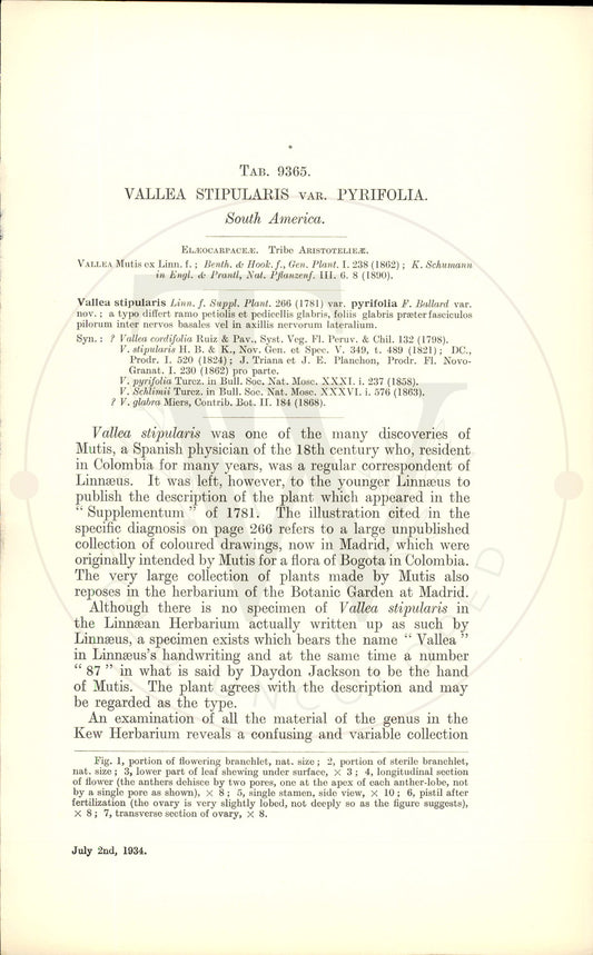 Plate 9365 - Vallea stipularis