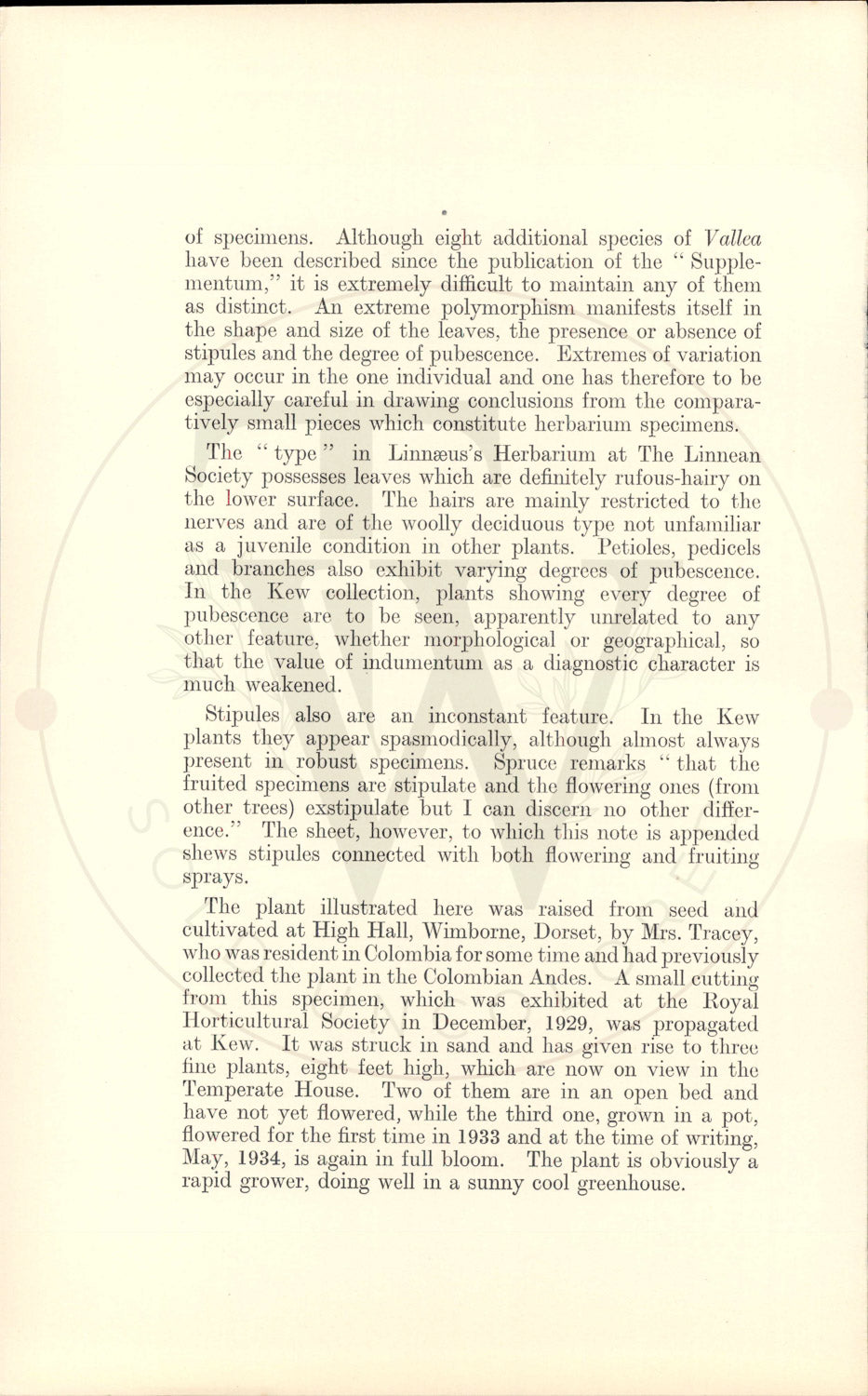 Plate 9365 - Vallea stipularis