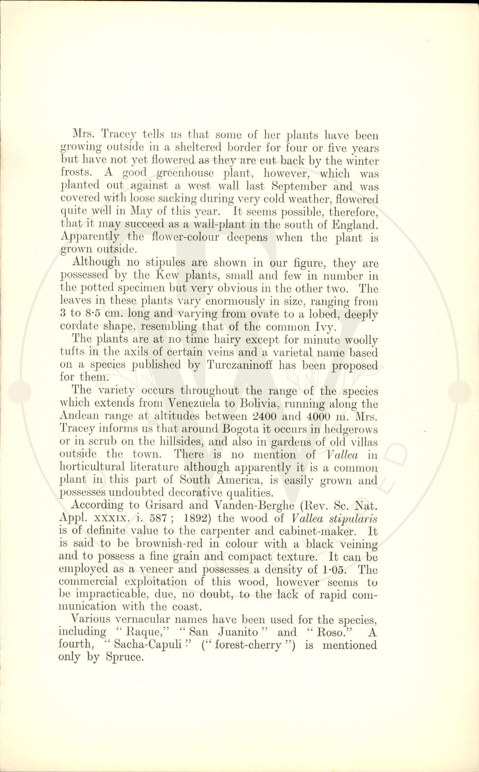 Plate 9365 - Vallea stipularis