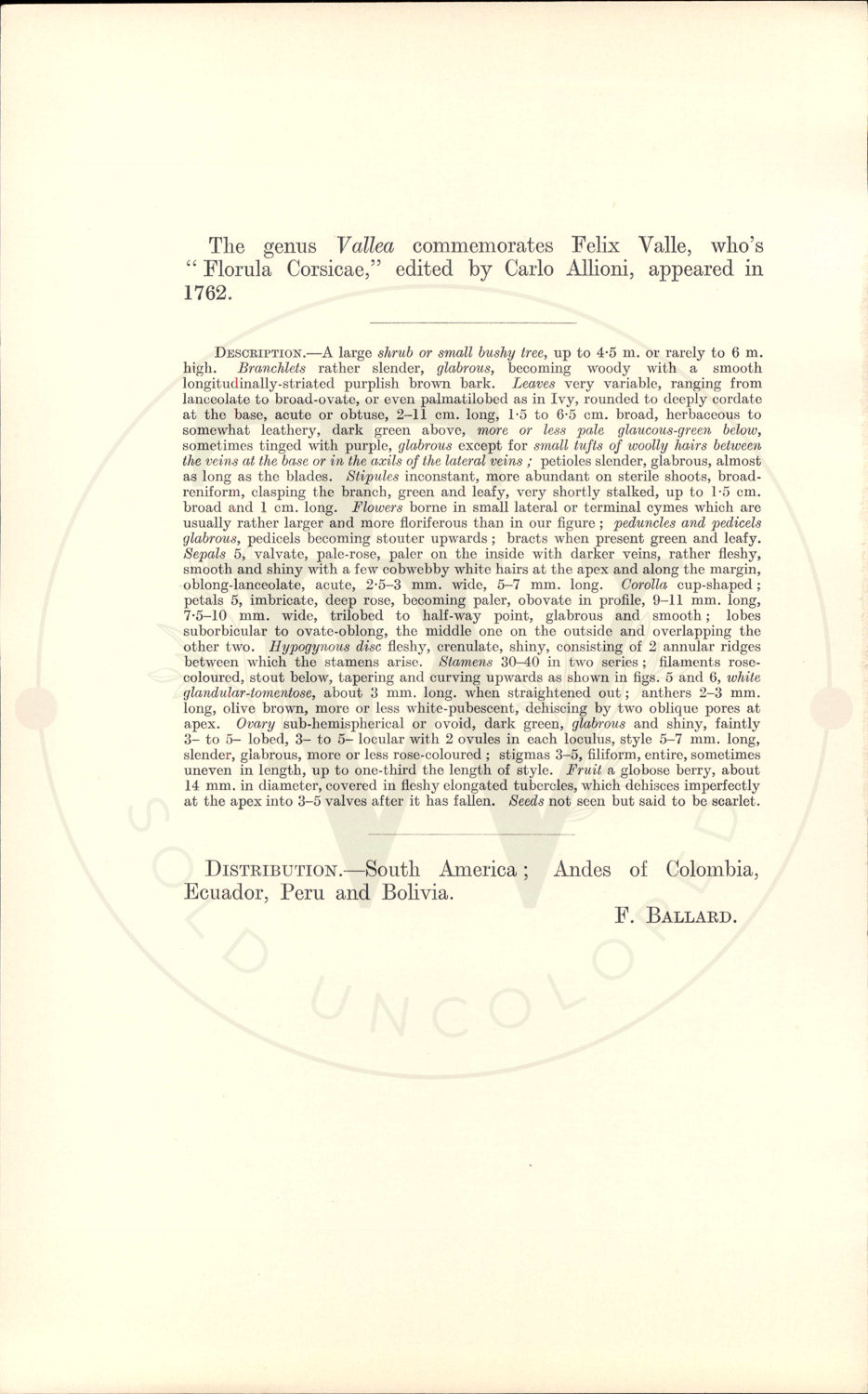 Plate 9365 - Vallea stipularis