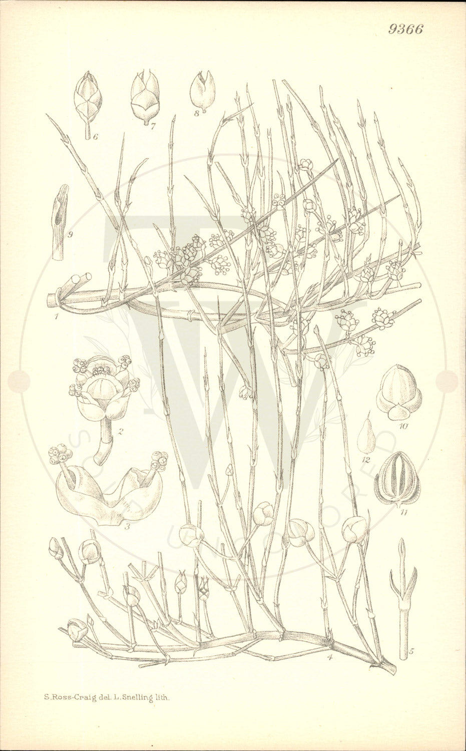Plate 9366 - Ephedra viridis