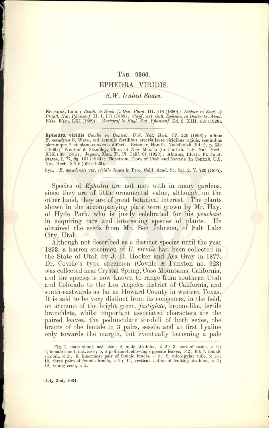 Plate 9366 - Ephedra viridis