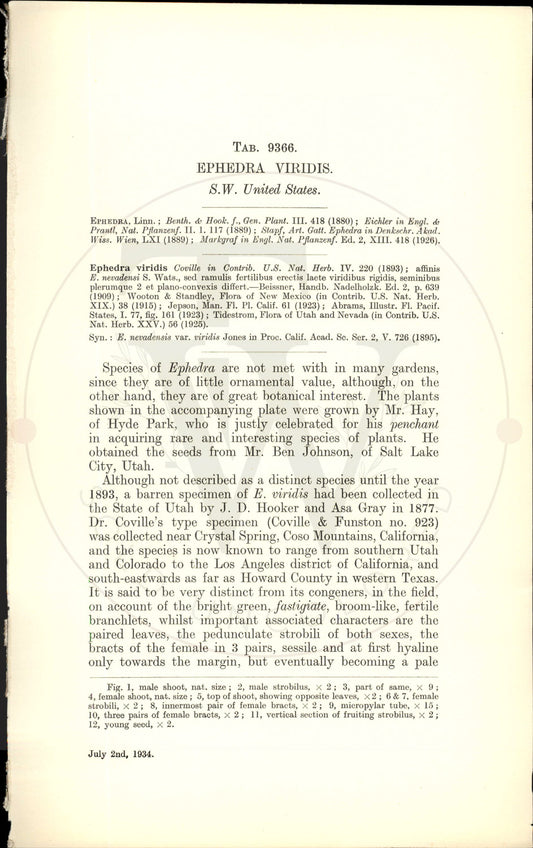Plate 9366 - Ephedra viridis