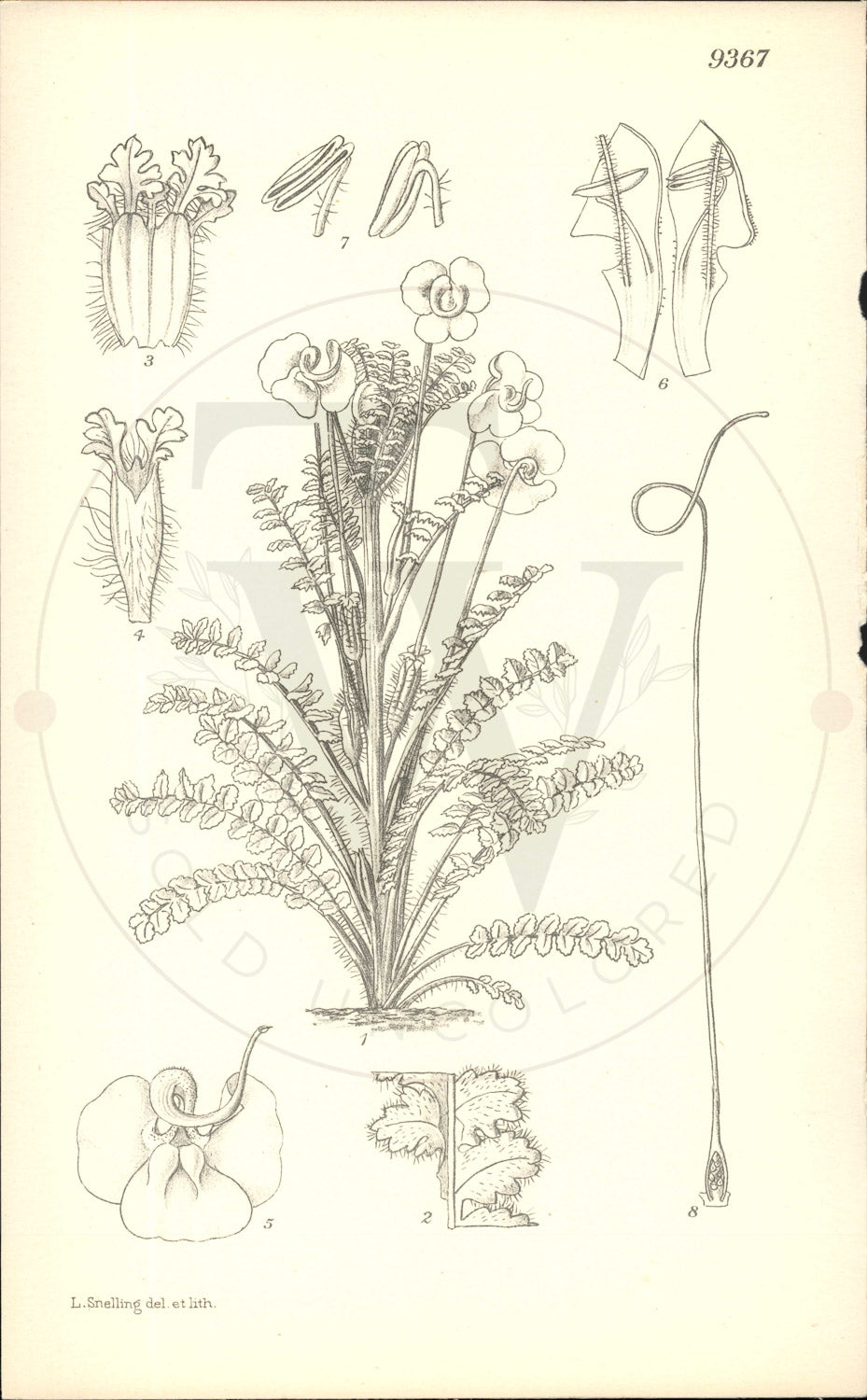 Plate 9367 - Pedicularis delavayi