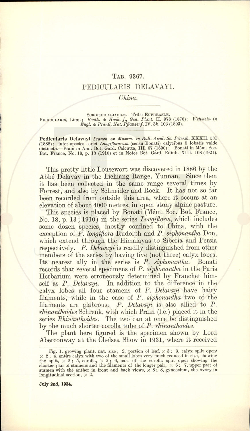 Plate 9367 - Pedicularis delavayi