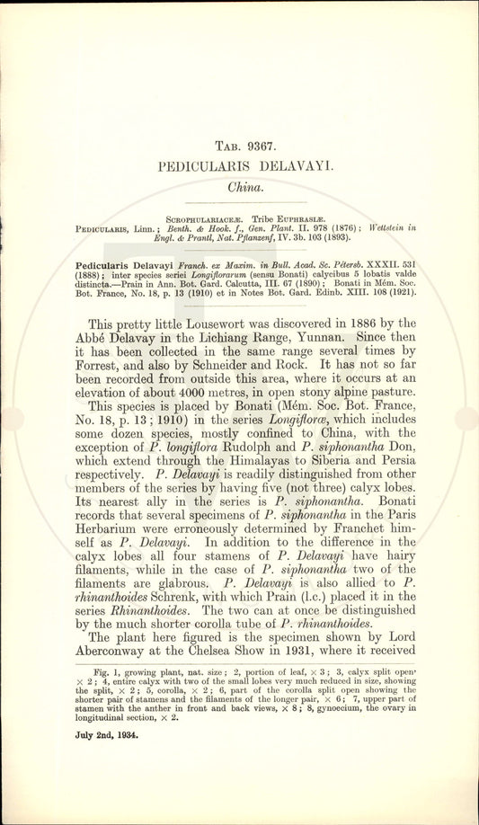 Plate 9367 - Pedicularis delavayi