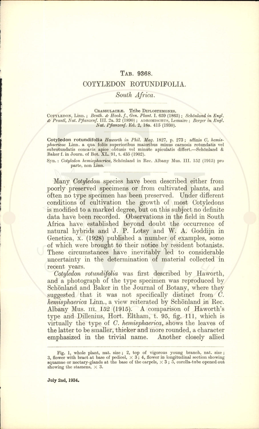 Plate 9368 - Cotyledon rotundifolia