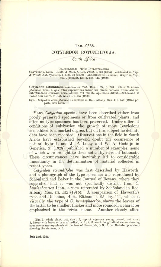 Plate 9368 - Cotyledon rotundifolia
