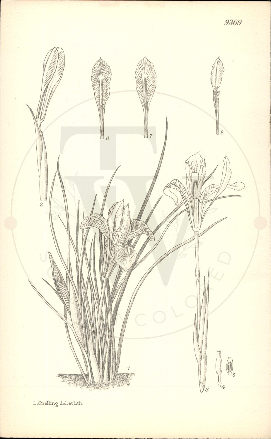 Plate 9369 - Iris cretensis