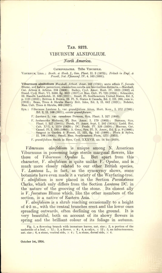 Plate 9373 - Viburnum alnifolium