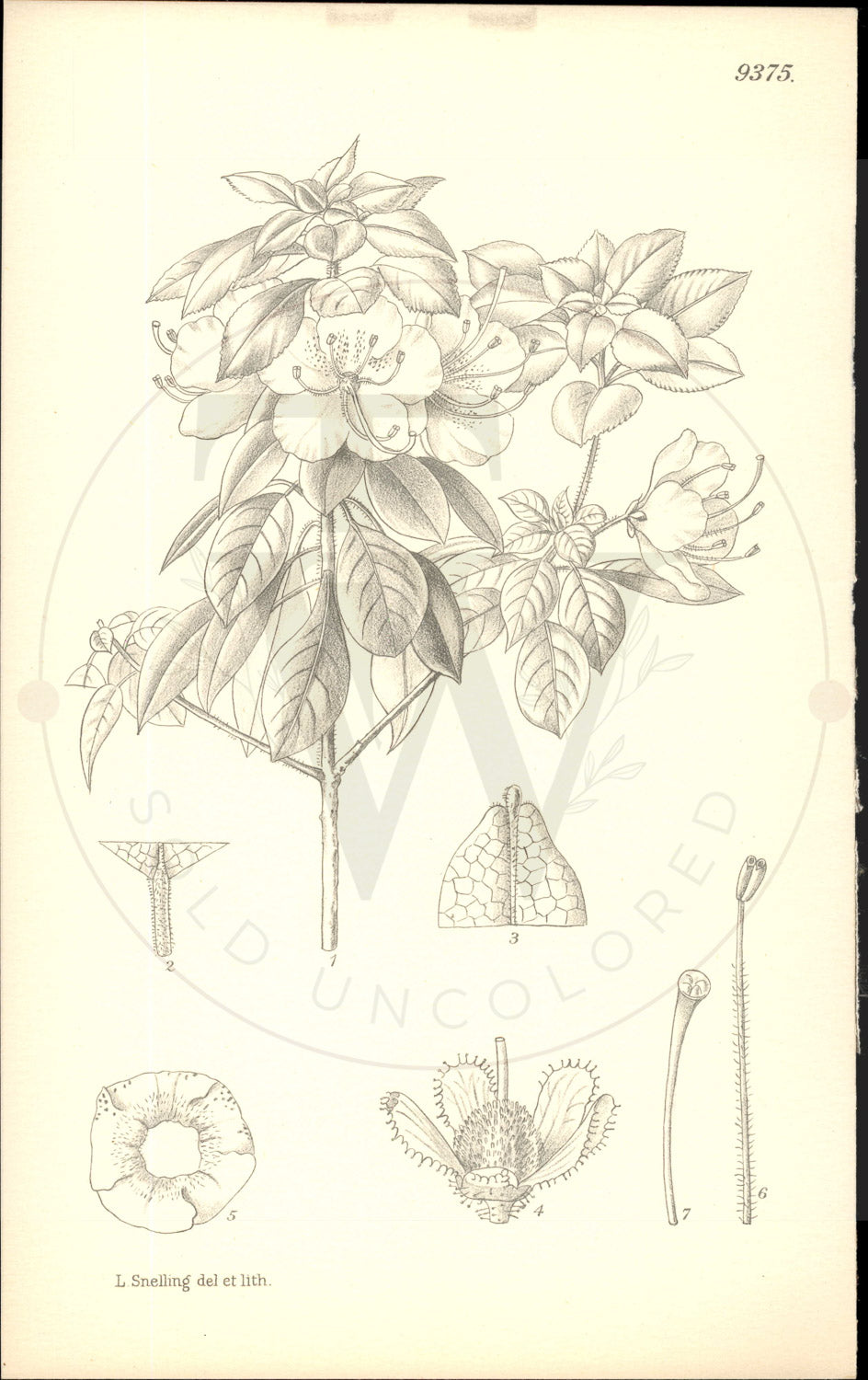 Plate 9375 - Rhododendron bachii