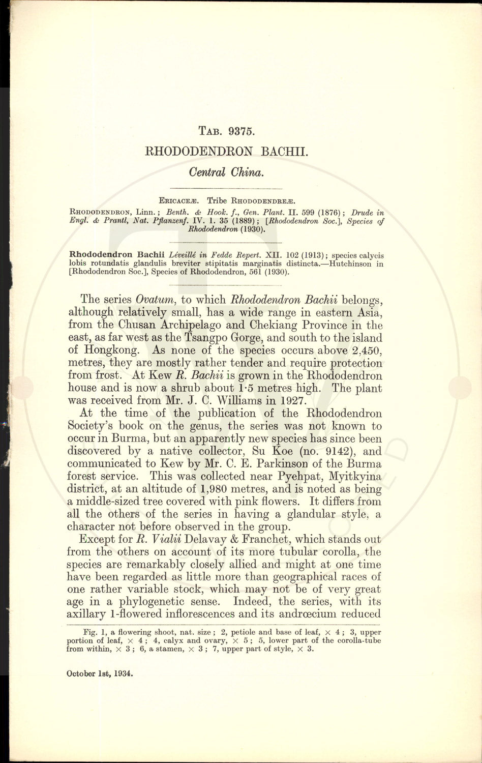 Plate 9375 - Rhododendron bachii