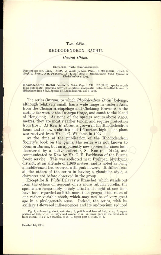 Plate 9375 - Rhododendron bachii