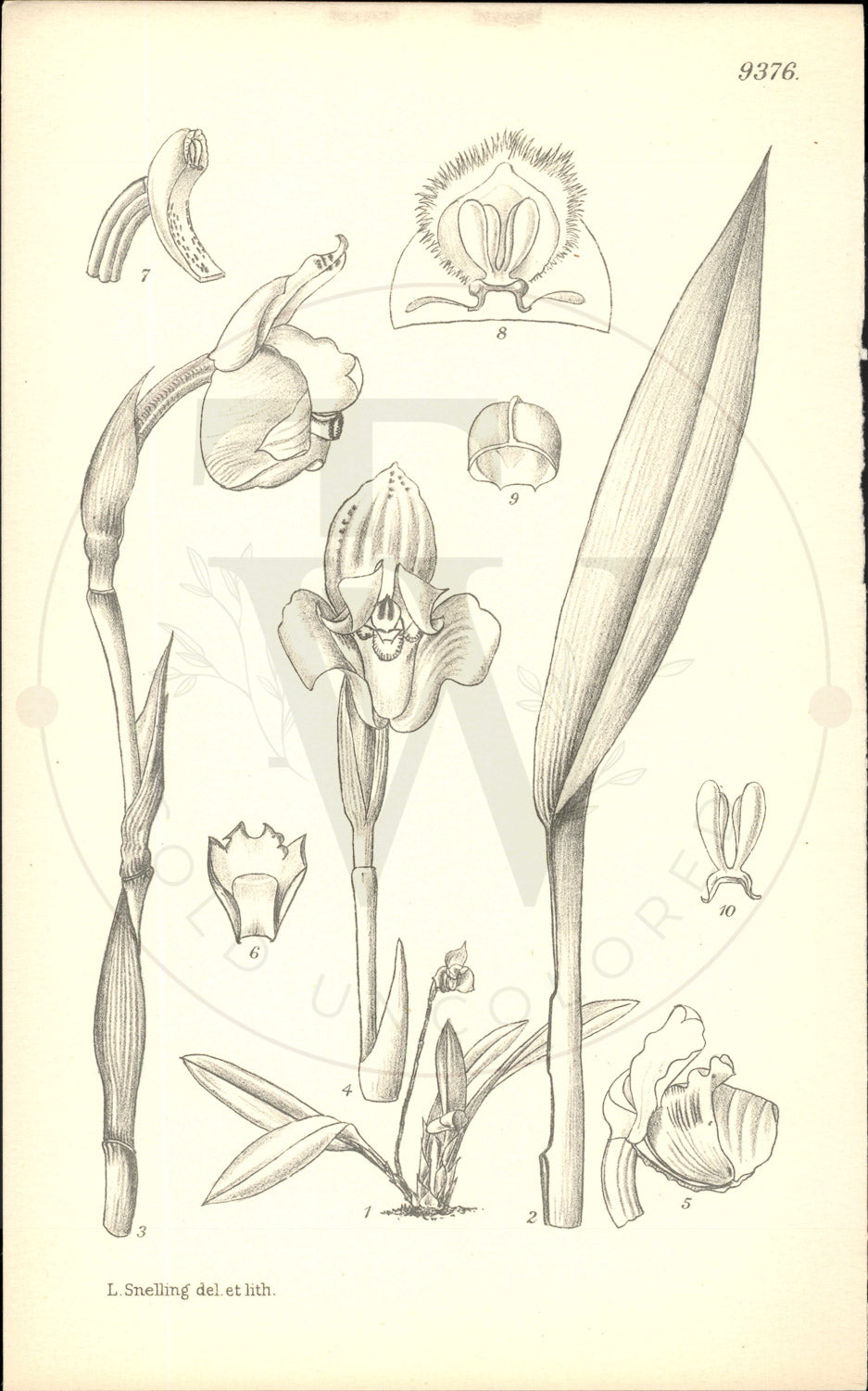 Plate 9376 - Maxillaria fucata