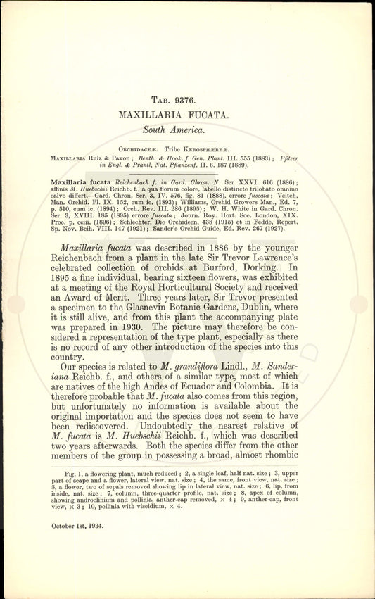 Plate 9376 - Maxillaria fucata
