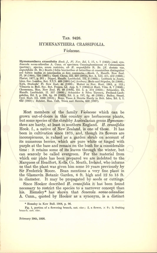 Plate 9426 - Hymenanthera crassifolia