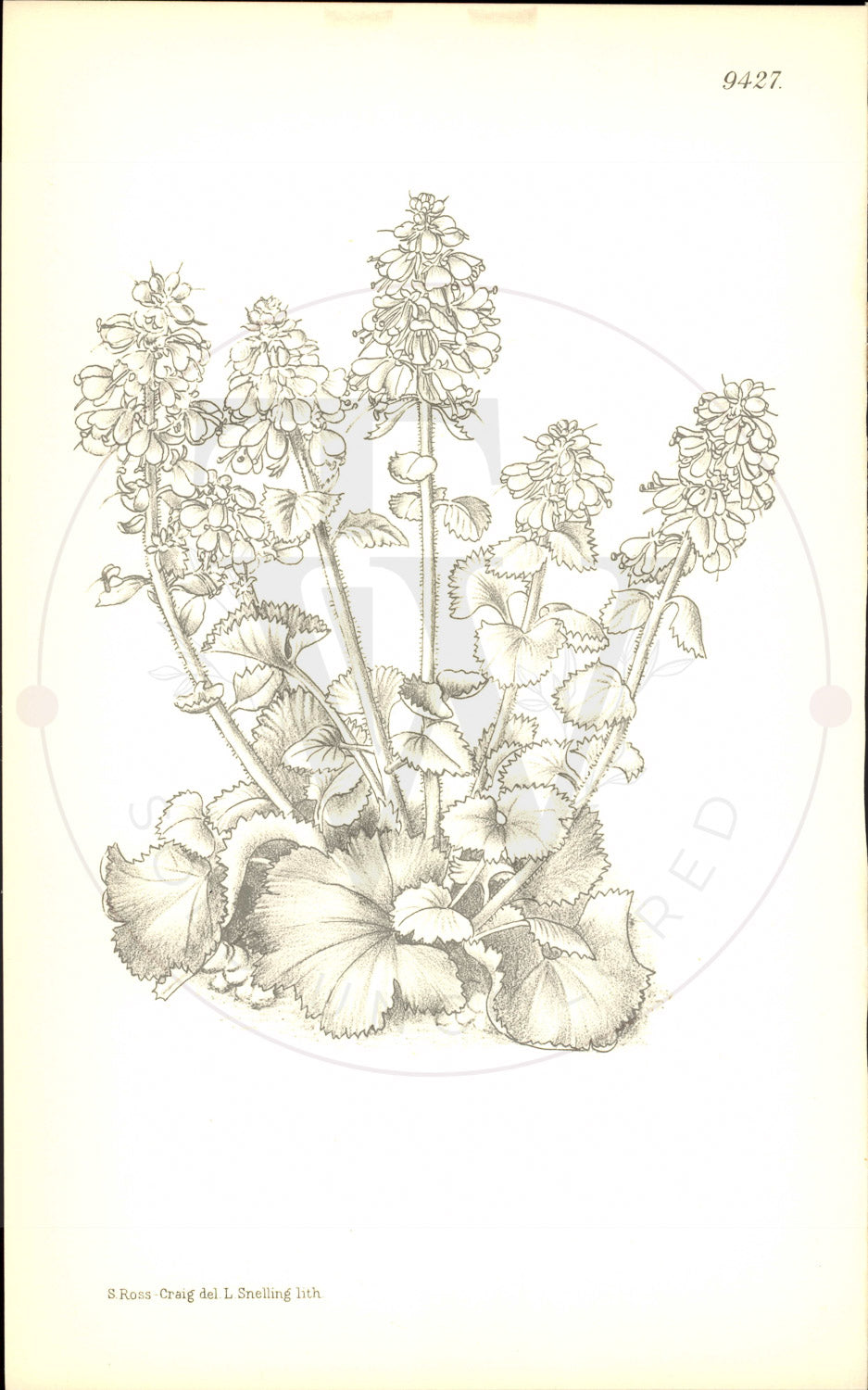 Plate 9427 - Synthyris stellata