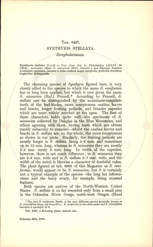 Plate 9427 - Synthyris stellata