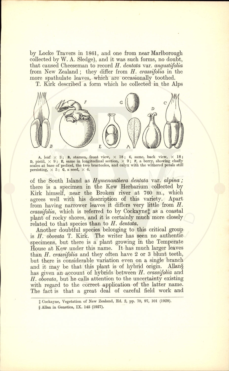 Plate 9427 - Synthyris stellata
