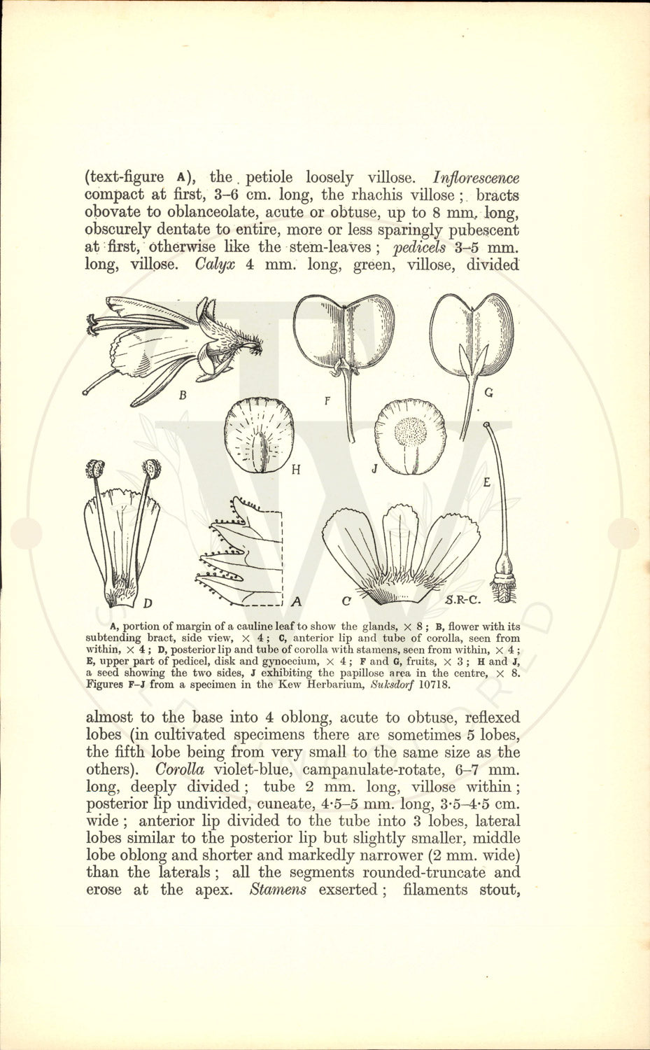 Plate 9427 - Synthyris stellata