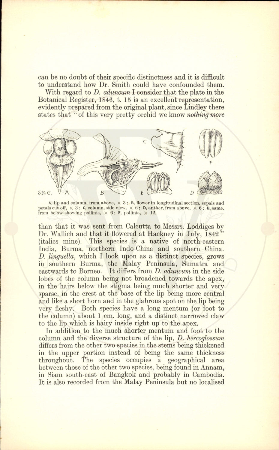 Plate 9428 - Dendrobium hercoglossum
