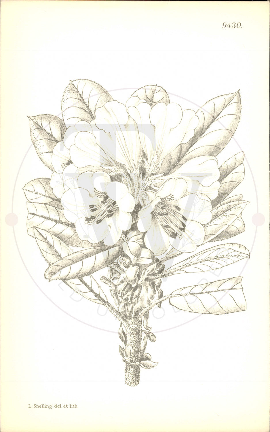 Plate 9430 - Rhododendron longesquamatum