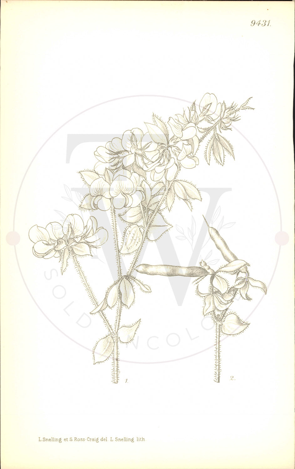 Plate 9431 - Lotus aegaeus