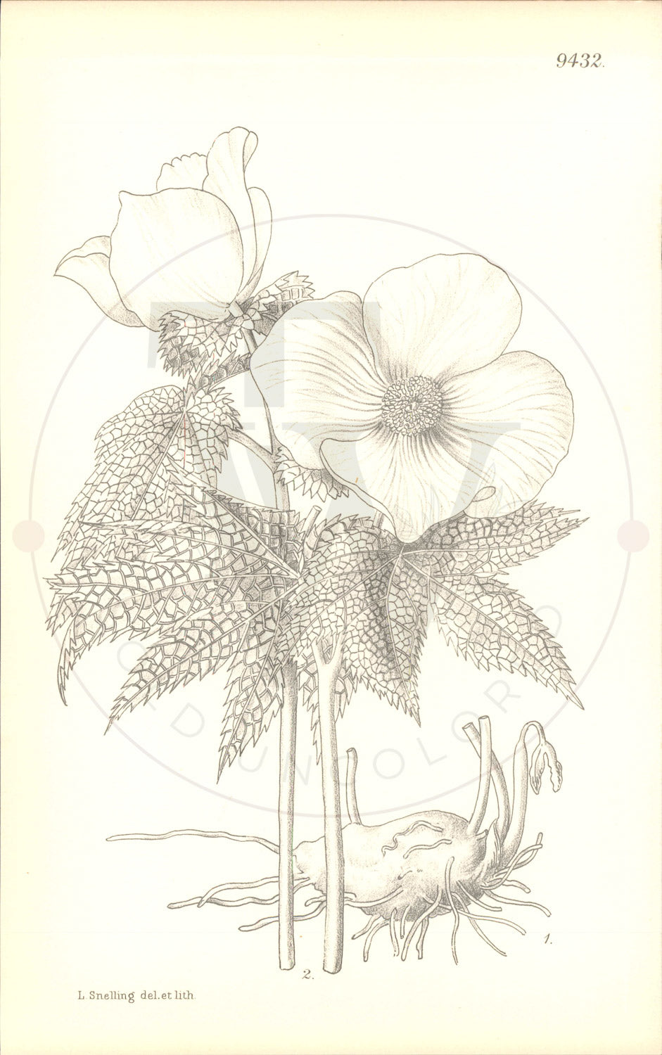 Plate 9432 - Glaucidium palmatum