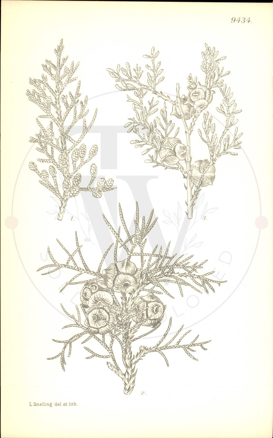 Plate 9434 - Cupressus lusitanica