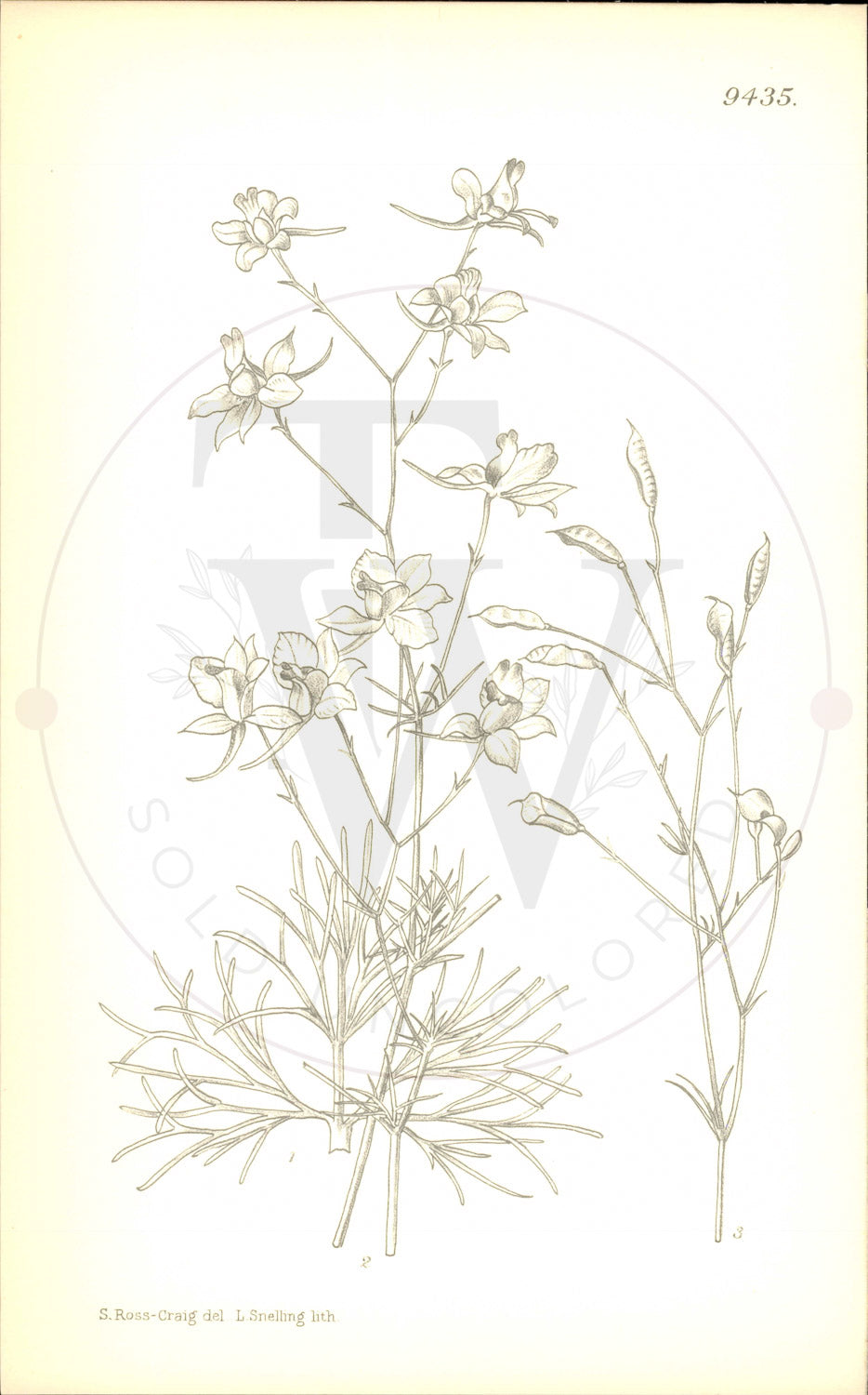 Plate 9435 - Botanical Print