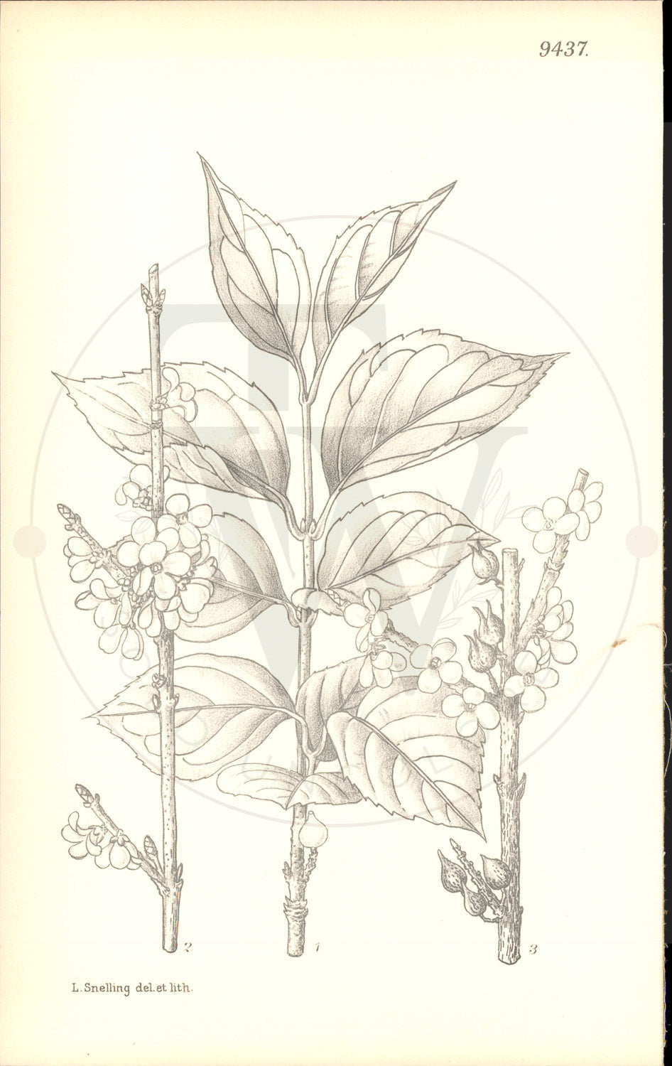 Plate 9437 - Forsythia ovata