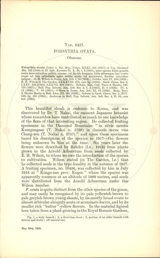 Plate 9437 - Forsythia ovata