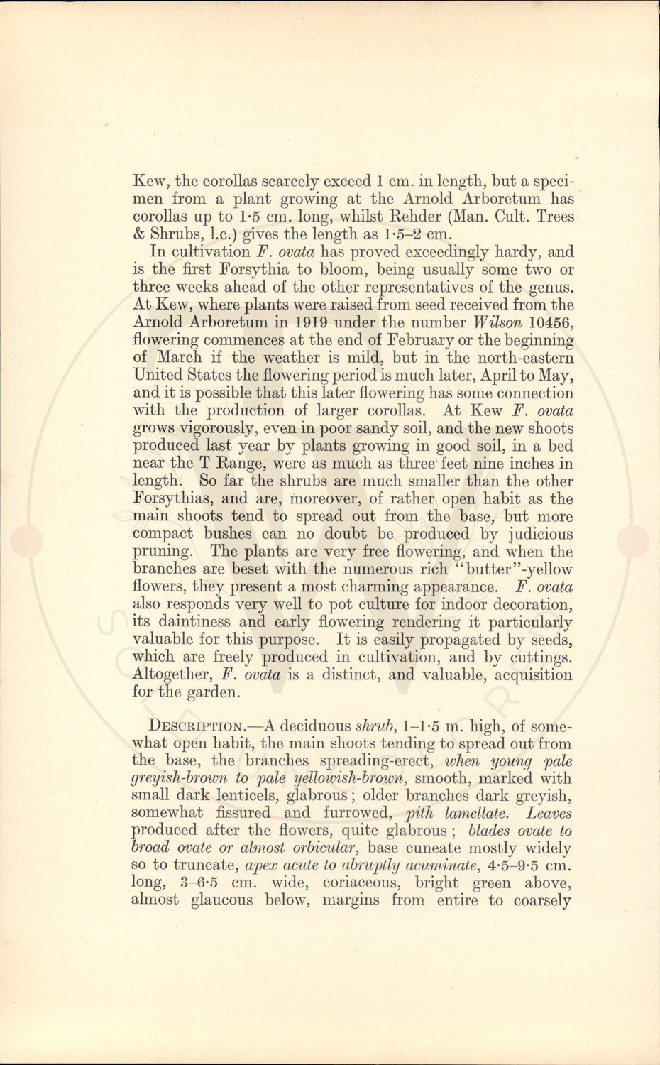 Plate 9437 - Forsythia ovata