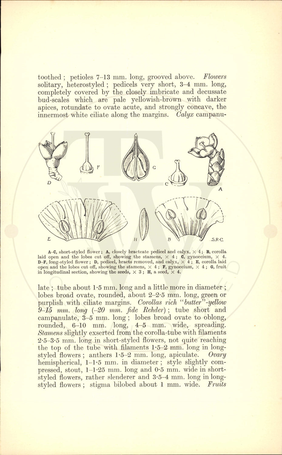 Plate 9437 - Forsythia ovata