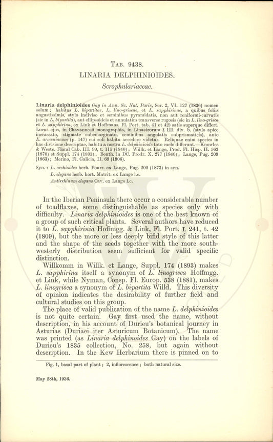 Plate 9438 - Linaria delphinioides