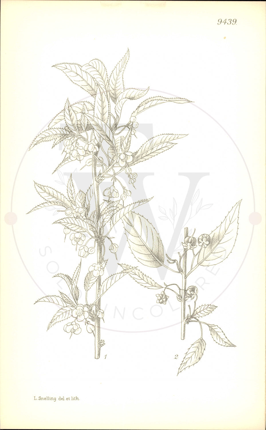 Plate 9439 - Botanical Print